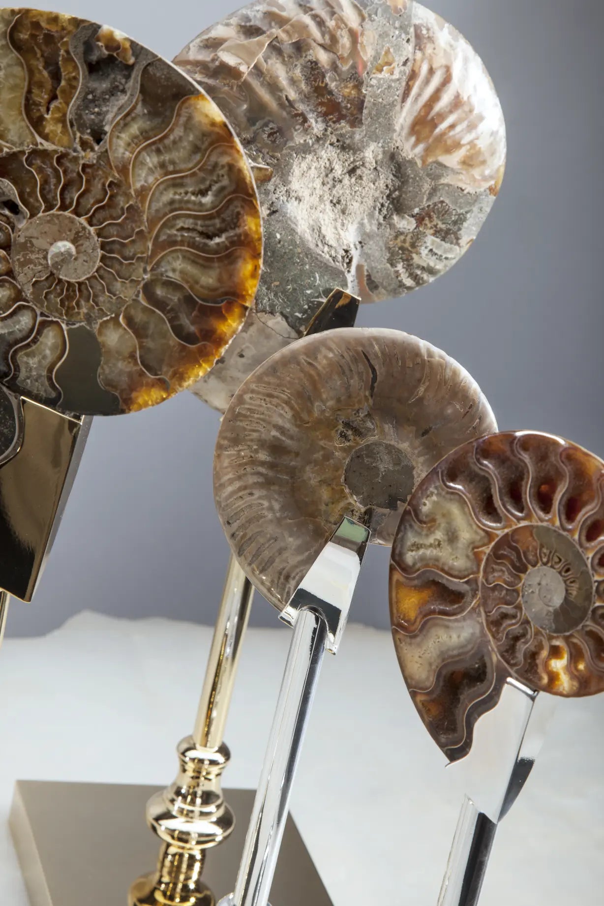 Pair of Fossil Ammonite Shells on Metal-Plated Base