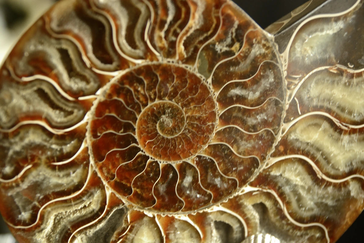 Pair of Fossil Ammonite Shells on Metal-Plated Base