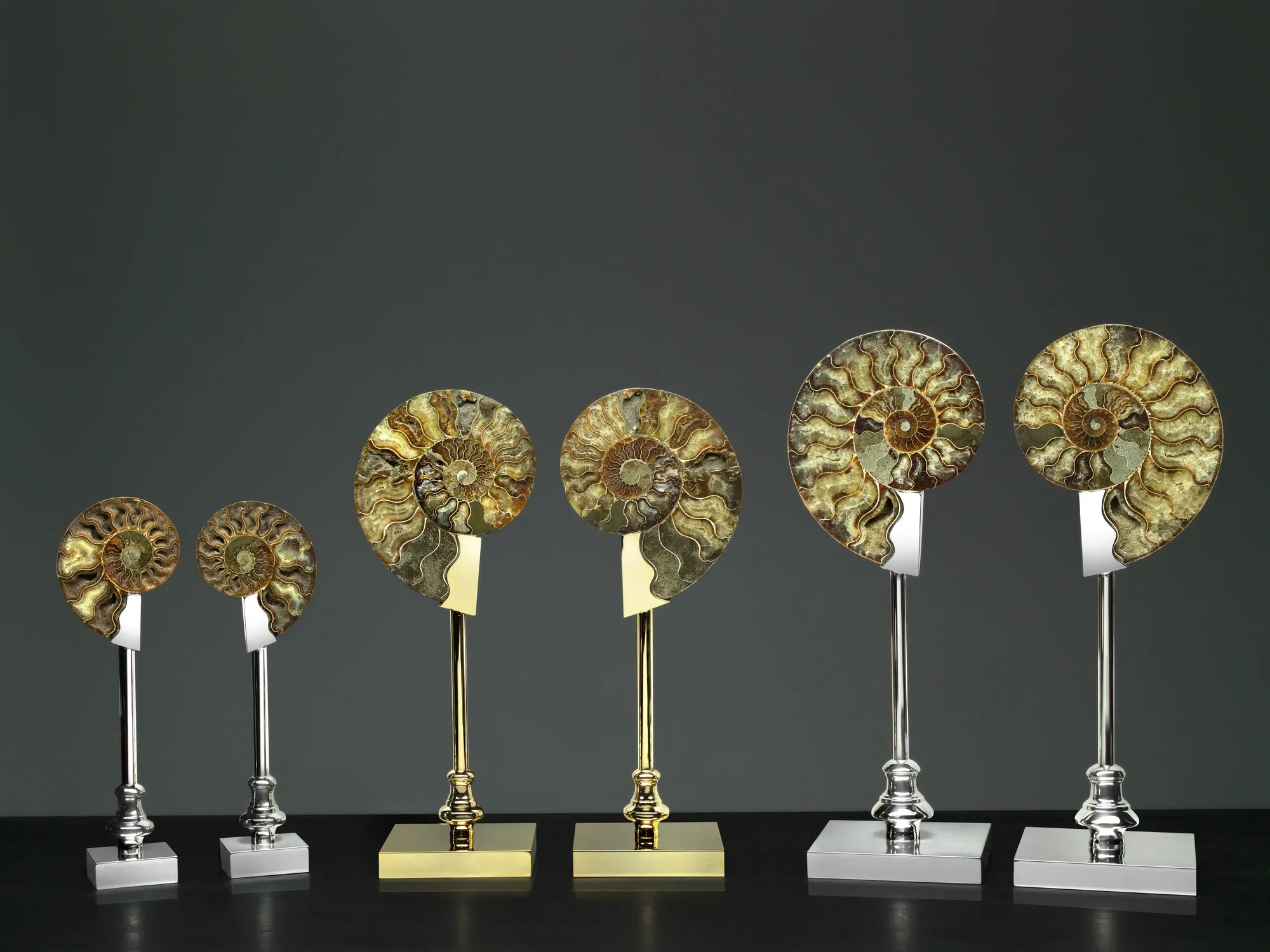 Pair of Fossil Ammonite Shells on Metal-Plated Base by Petri Firenze - Main View