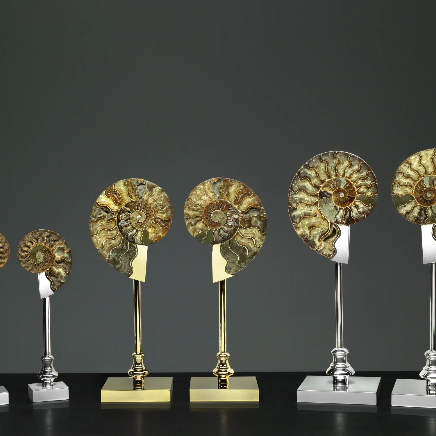 Pair of Fossil Ammonite Shells on Metal-Plated Base