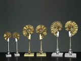 Pair of Fossil Ammonite Shells on Metal-Plated Base by Petri Firenze - Main View
