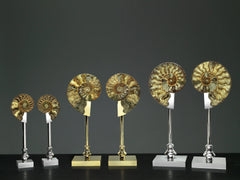Pair of Fossil Ammonite Shells on Metal-Plated Base by Petri Firenze - Main View
