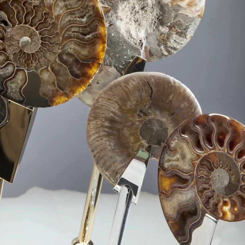 زوج أصداف أمونيت متحجرة على قاعدة معدنية مطلية