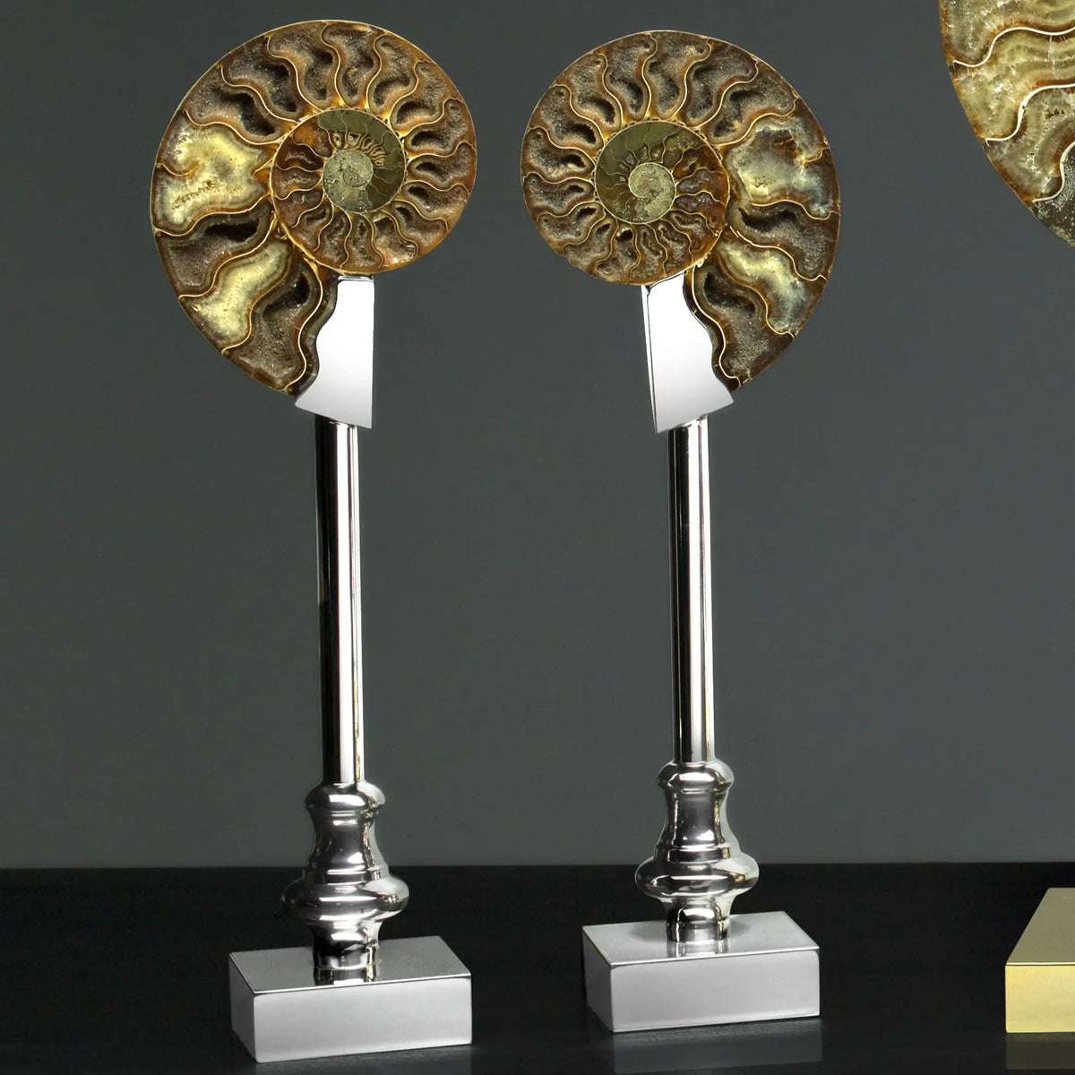 Pair of Fossil Ammonite Shells on Metal-Plated Base by Petri Firenze - Close-up