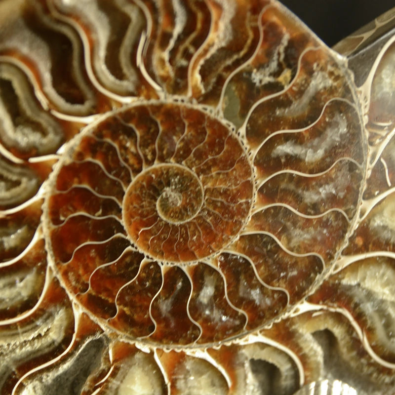 زوج أصداف أمونيت متحجرة على قاعدة معدنية مطلية