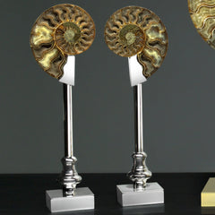 Pair of Fossil Ammonite Shells on Metal-Plated Base by Petri Firenze - Close-up