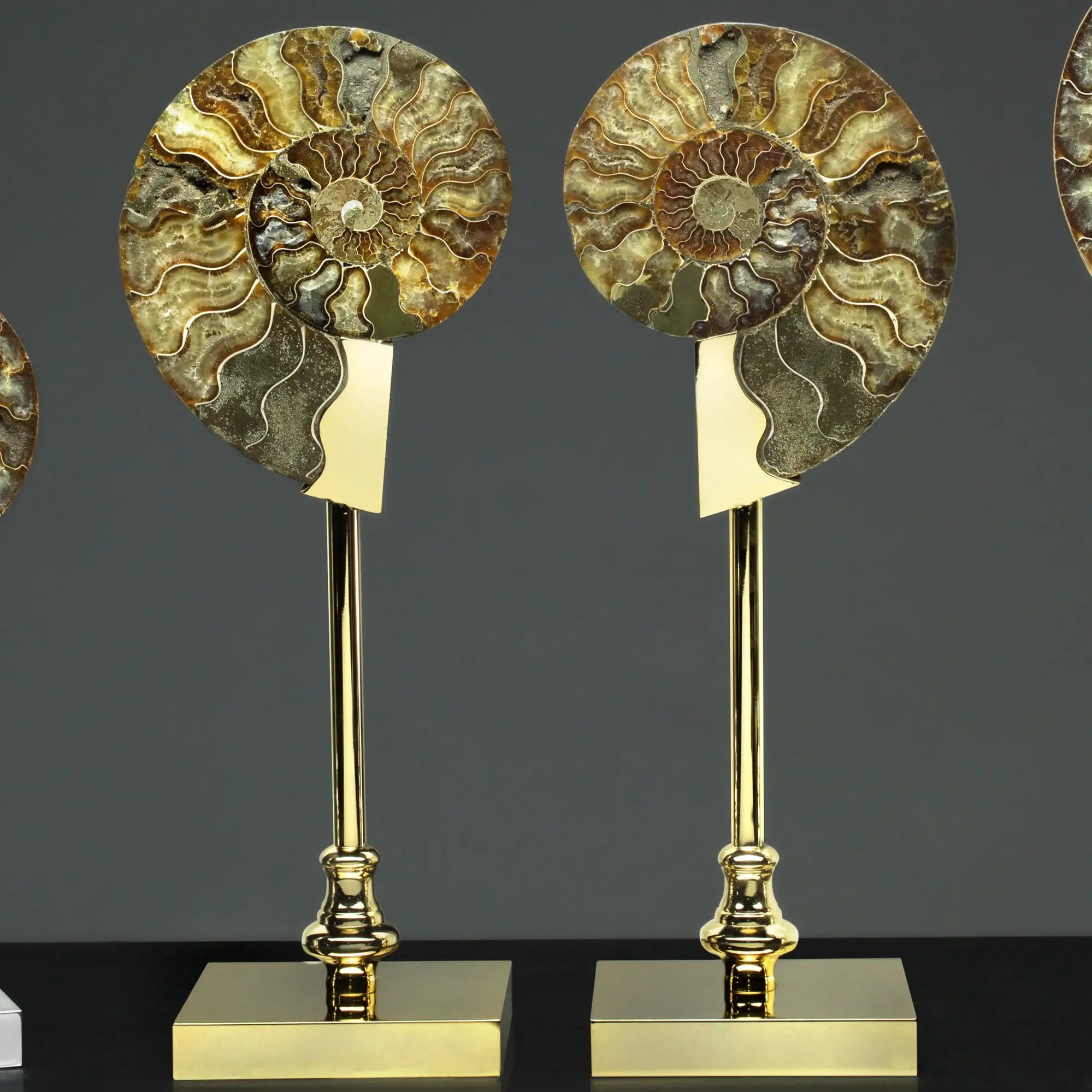 Pair of Fossil Ammonite Shells on Metal-Plated Base by Petri Firenze - Detail View