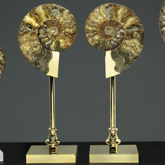 Pair of Fossil Ammonite Shells on Metal-Plated Base by Petri Firenze - Detail View