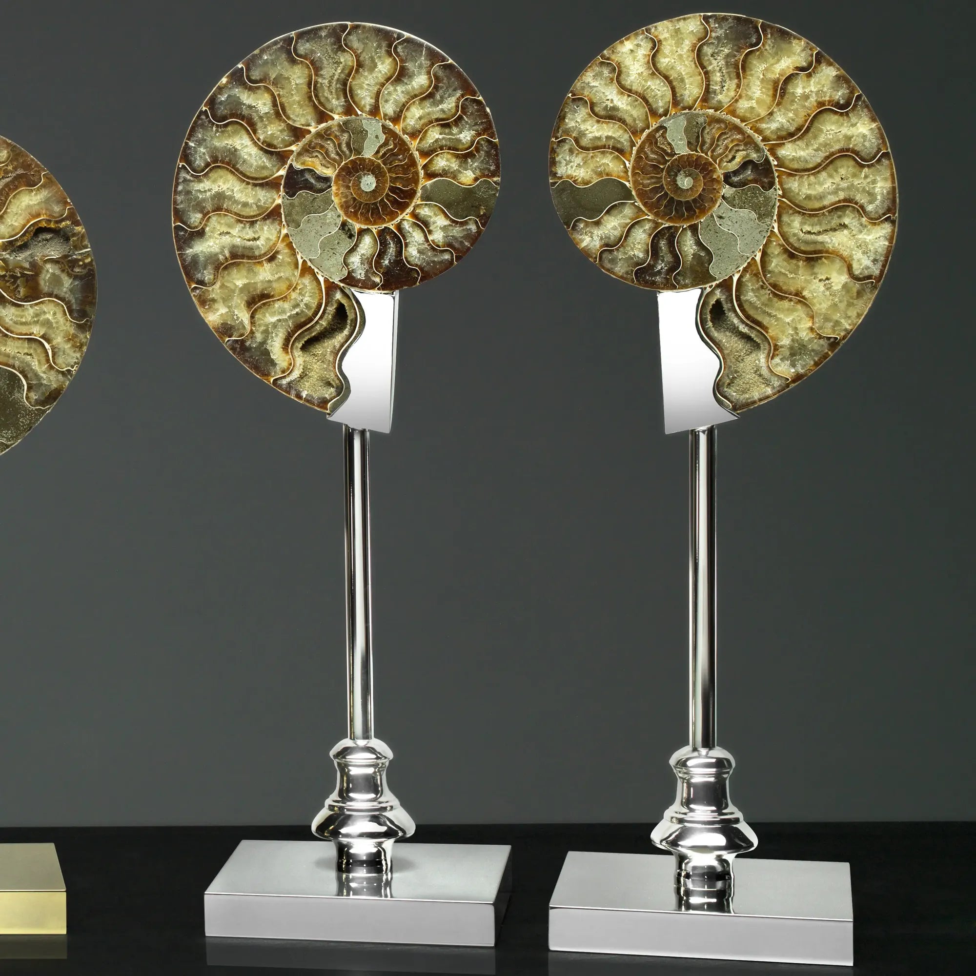 زوج أصداف أمونيت متحجرة على قاعدة معدنية مطلية