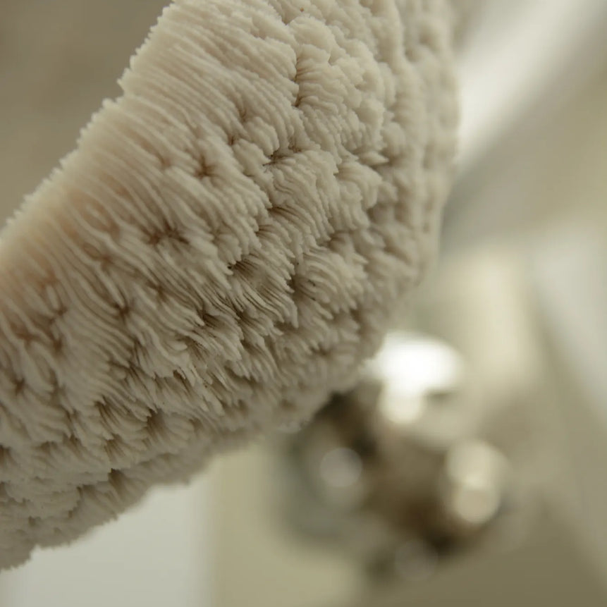 مرجان أبيض طبيعي على قاعدة من النيكل – شكل وعاء