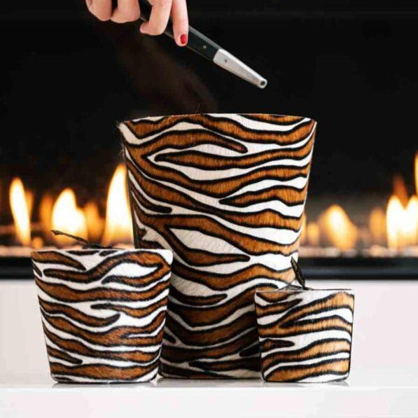 Hairy zebra tricolor - LAZADO