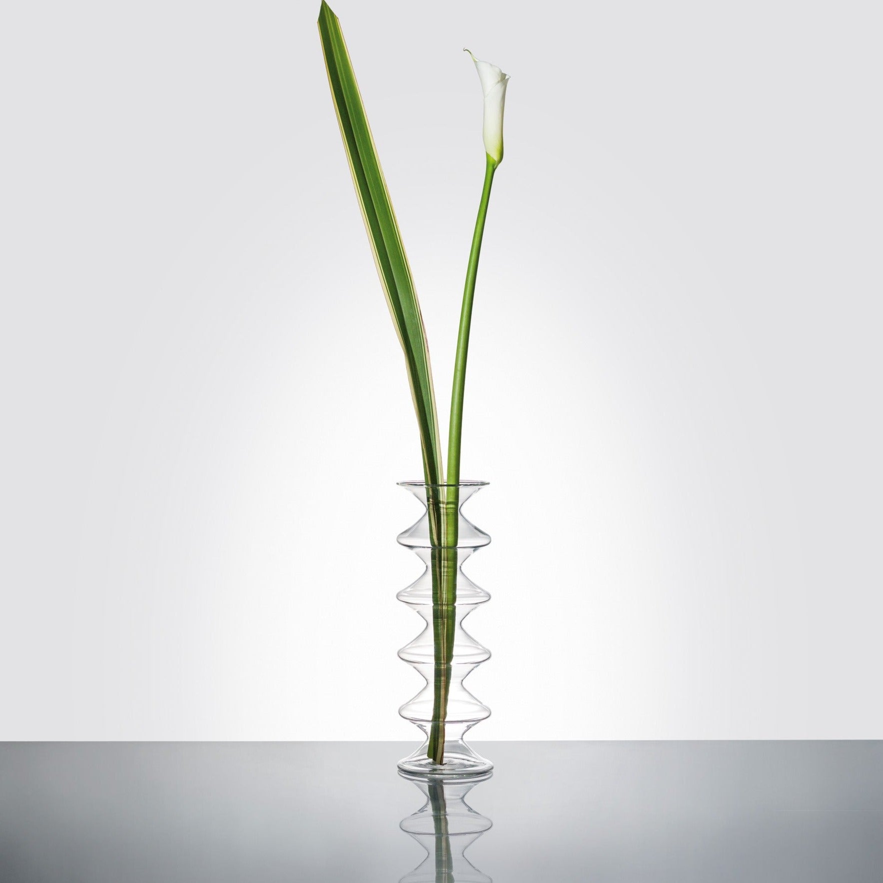 Natalia, flower vase in glass - LAZADO